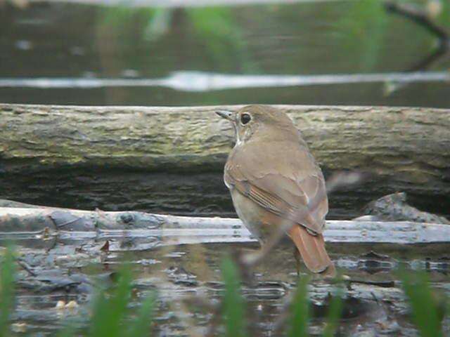 Image of Hermit Thrush