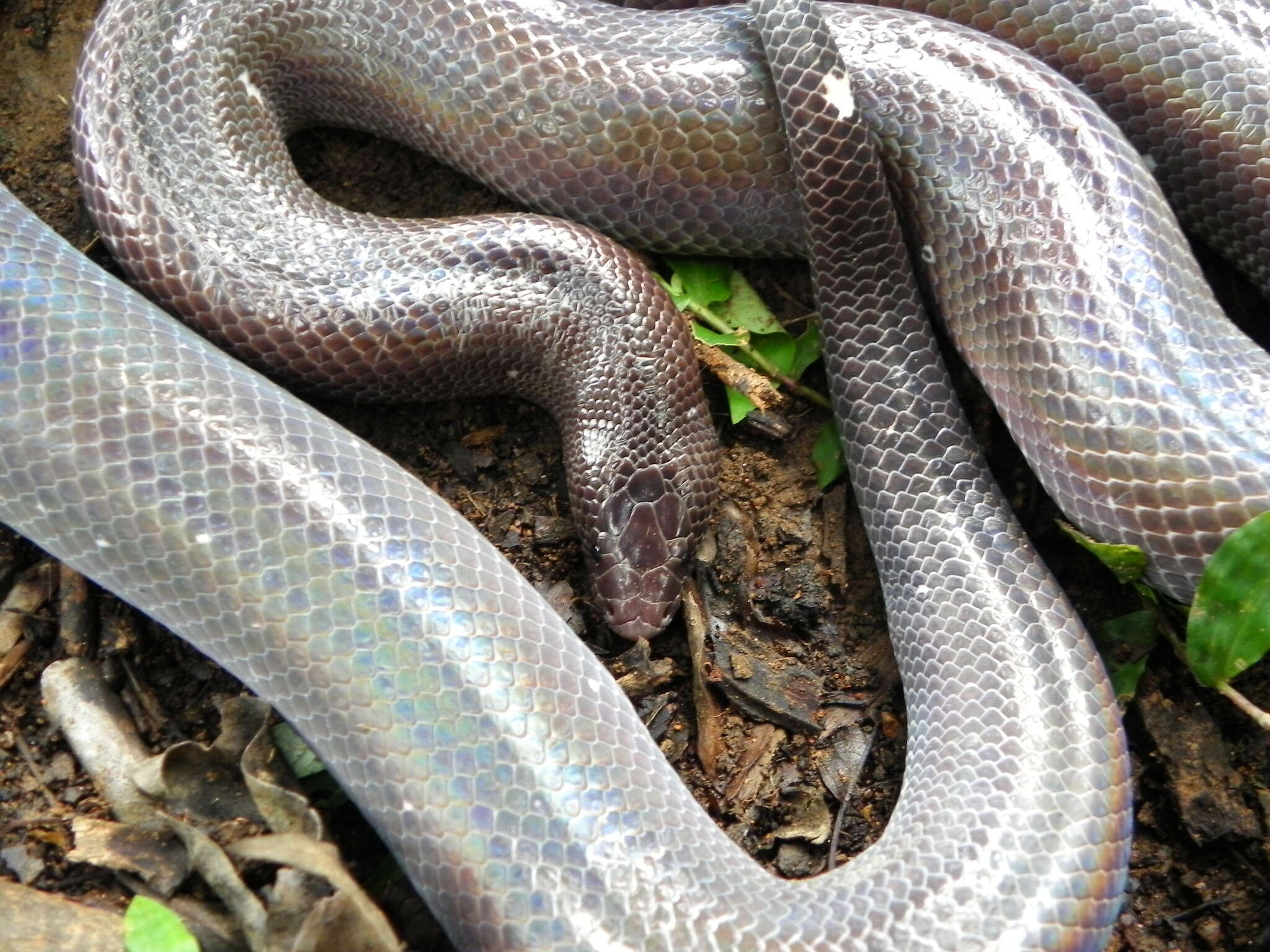 Image of Mexican burrowing pythons