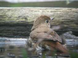 Image of Hermit Thrush