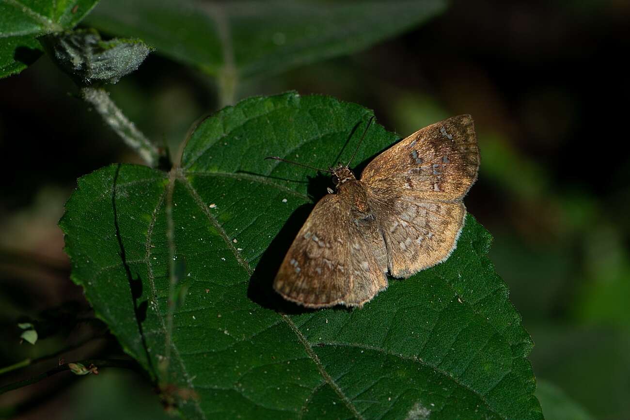 Image of Carrhenes canescens pallida Röber 1925