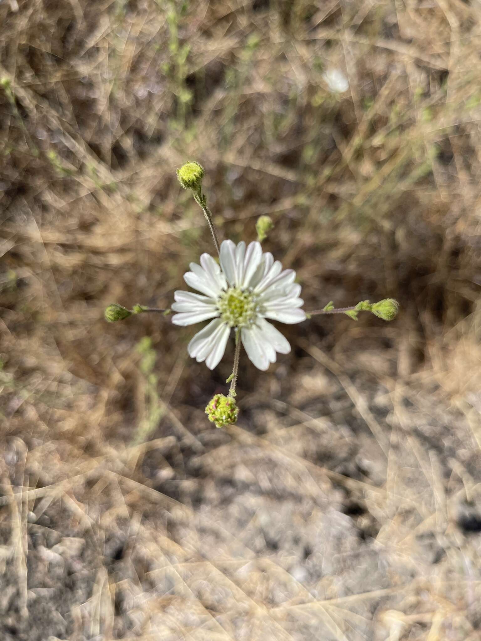 Image of hayfield tarweed