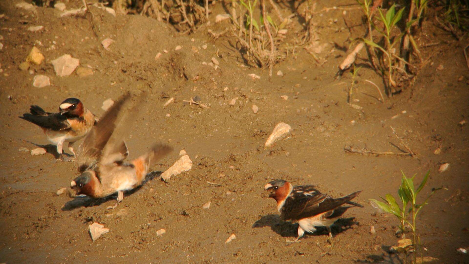 Image of American Cliff Swallow