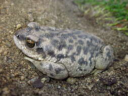 Sivun Rhinella arunco (Molina 1782) kuva