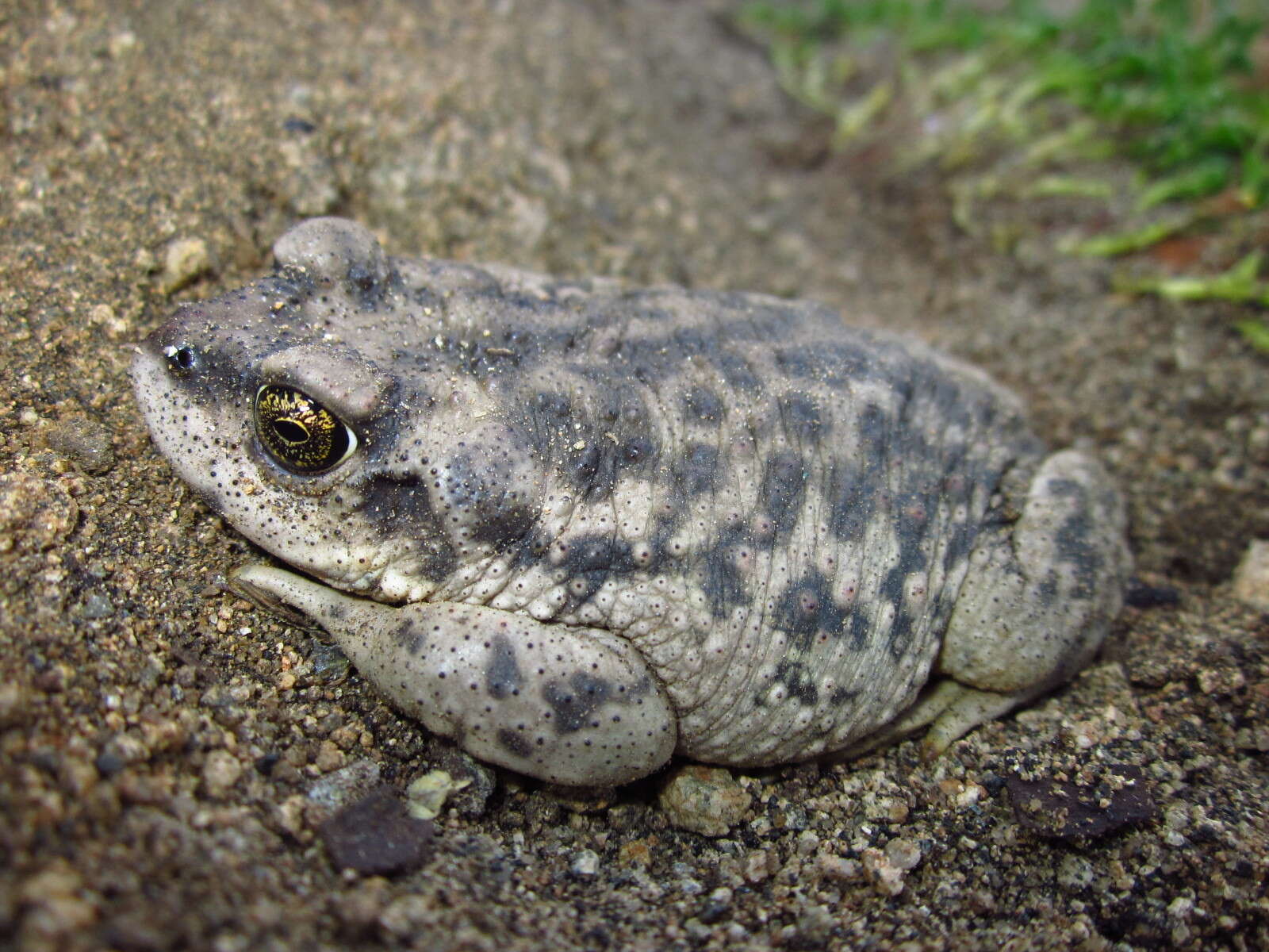 Image of Concepcion Toad