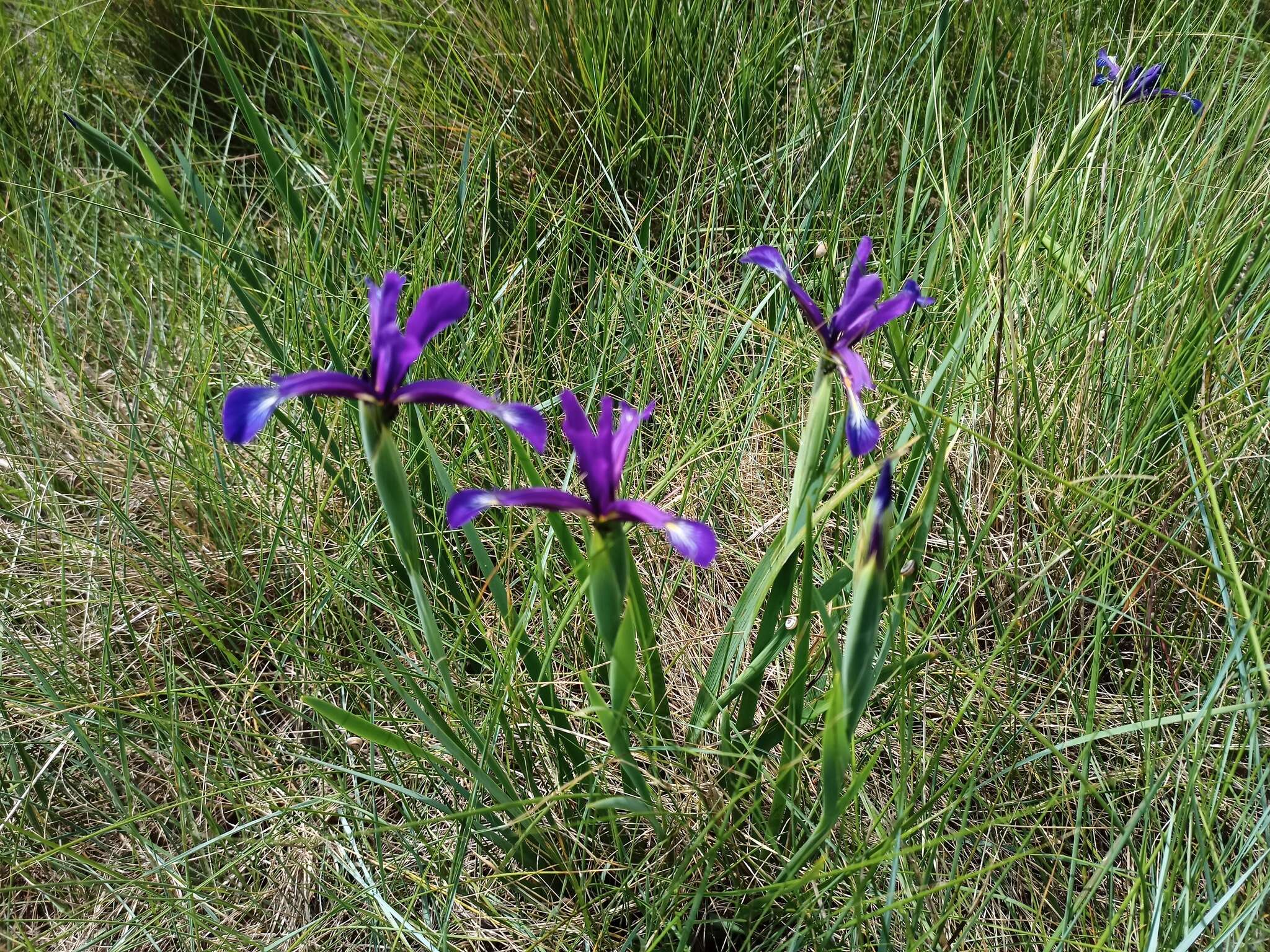 Iris reichenbachiana Klatt resmi