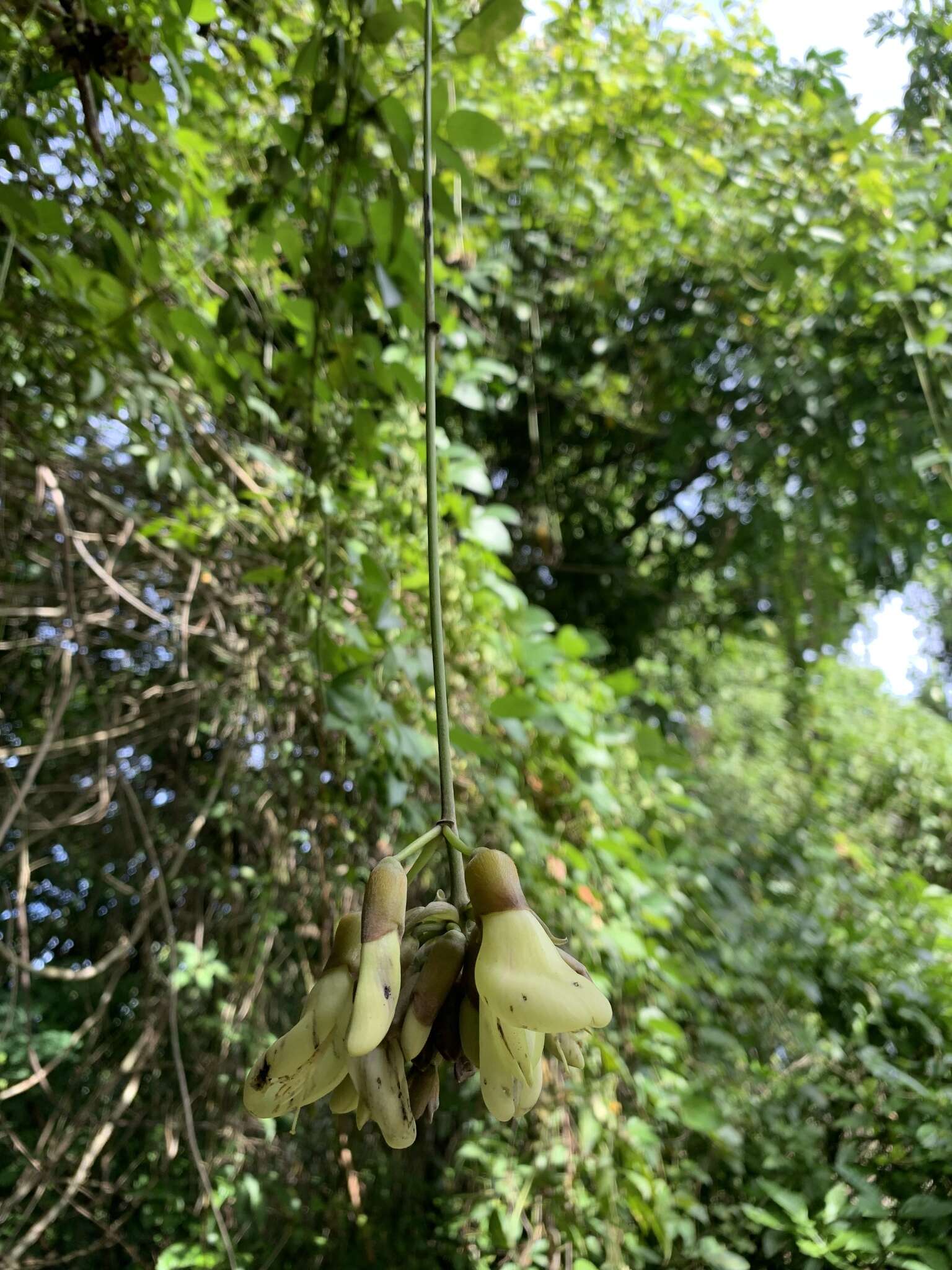 Sivun Mucuna urens (L.) Medik. kuva