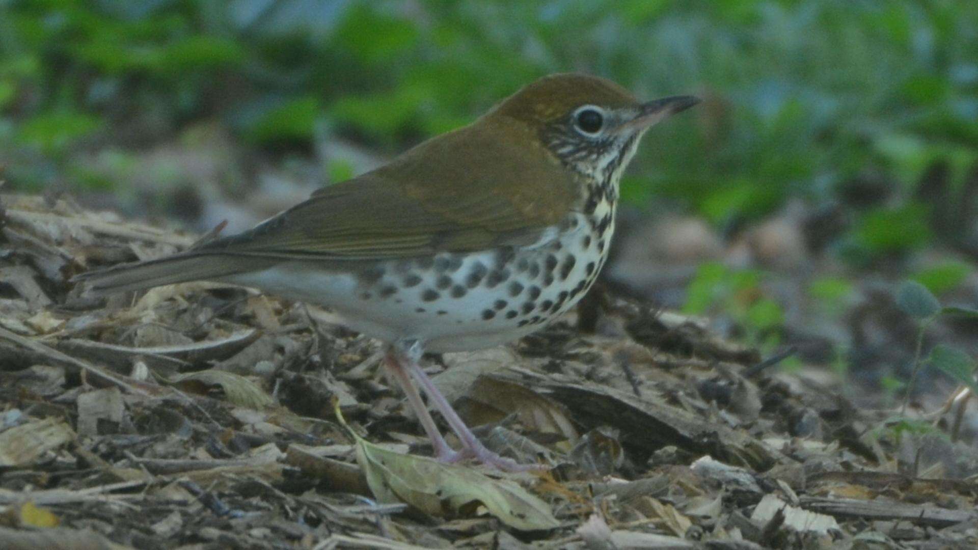 Image of Hylocichla Baird & SF 1864