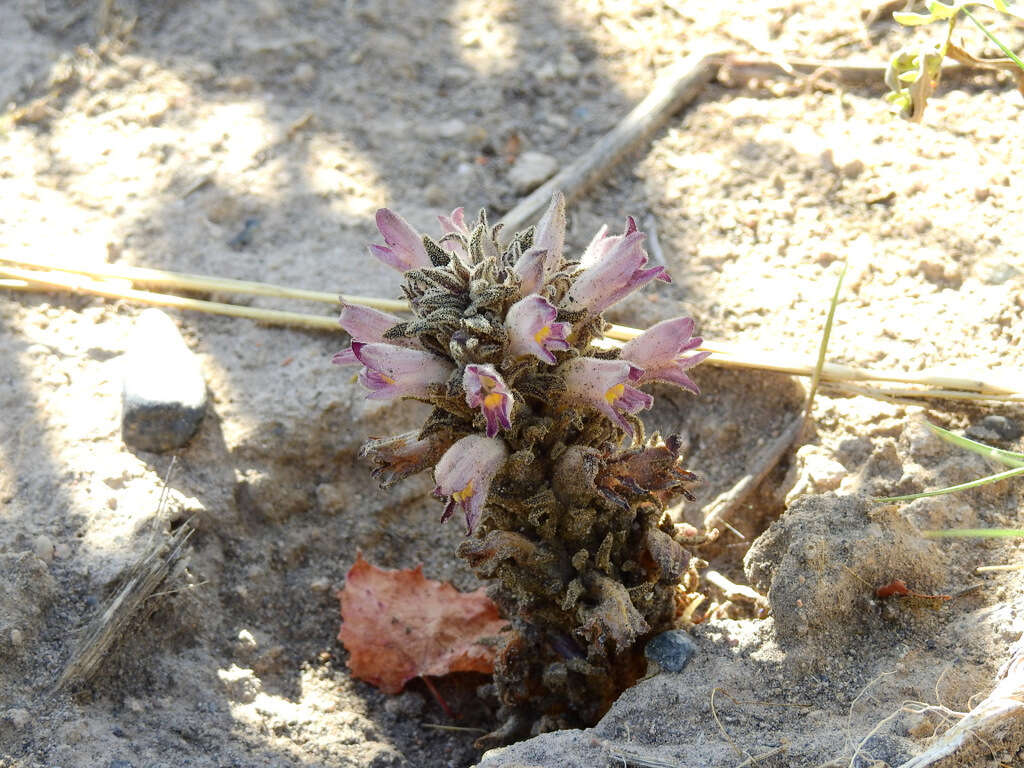 Aphyllon chilense (Phil.) A. C. Schneid.的圖片