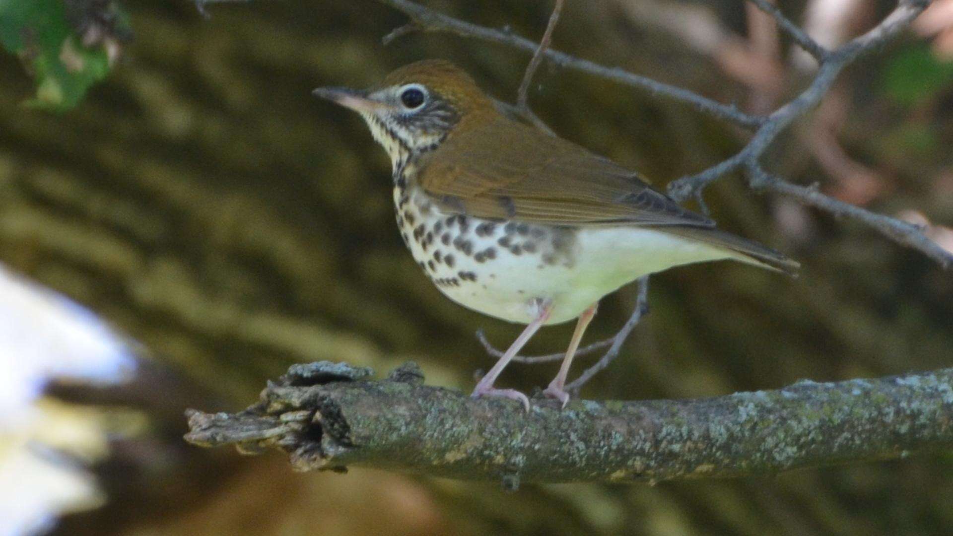 Image of Hylocichla Baird & SF 1864