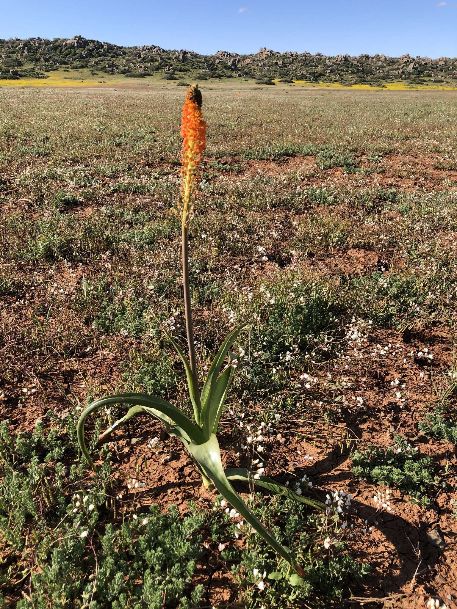 Image of Bulbinella latifolia subsp. doleritica (P. L. Perry) P. L. Perry