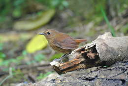 Plancia ëd Brachypteryx leucophris (Temminck 1828)