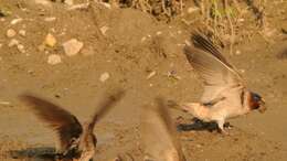 Image of American Cliff Swallow