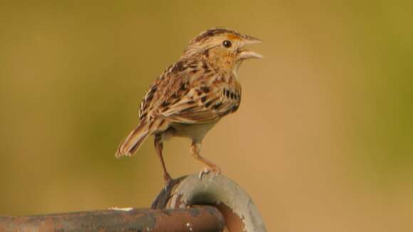 Image of Grasshopper Sparrow