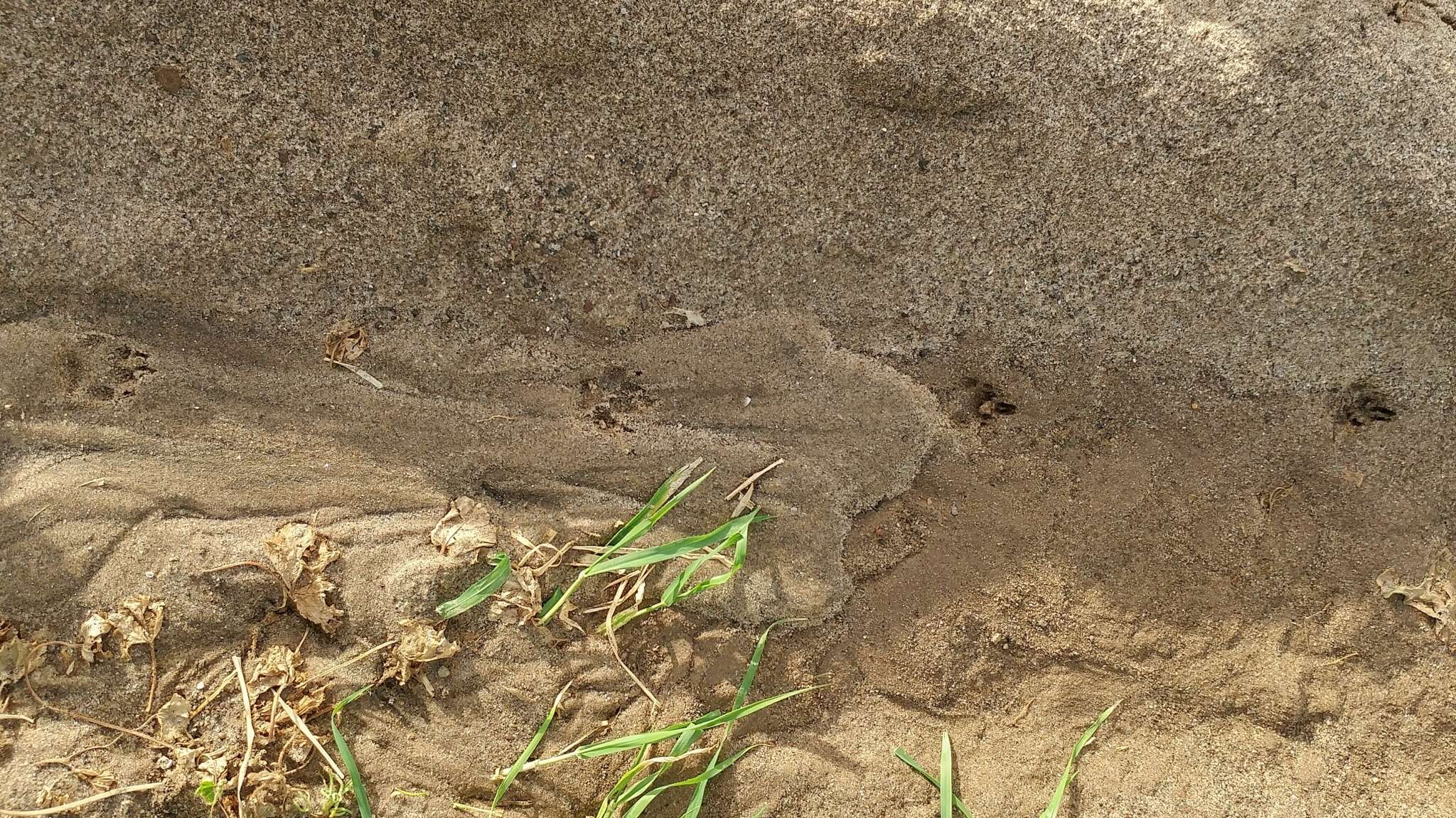 Image of California Channel Island Fox