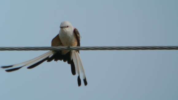 Image of Scissor-tailed Flycatcher