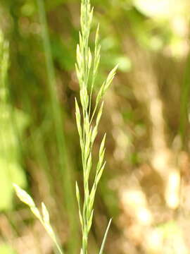 Image of Poa stiriaca Fritsch & Hayek