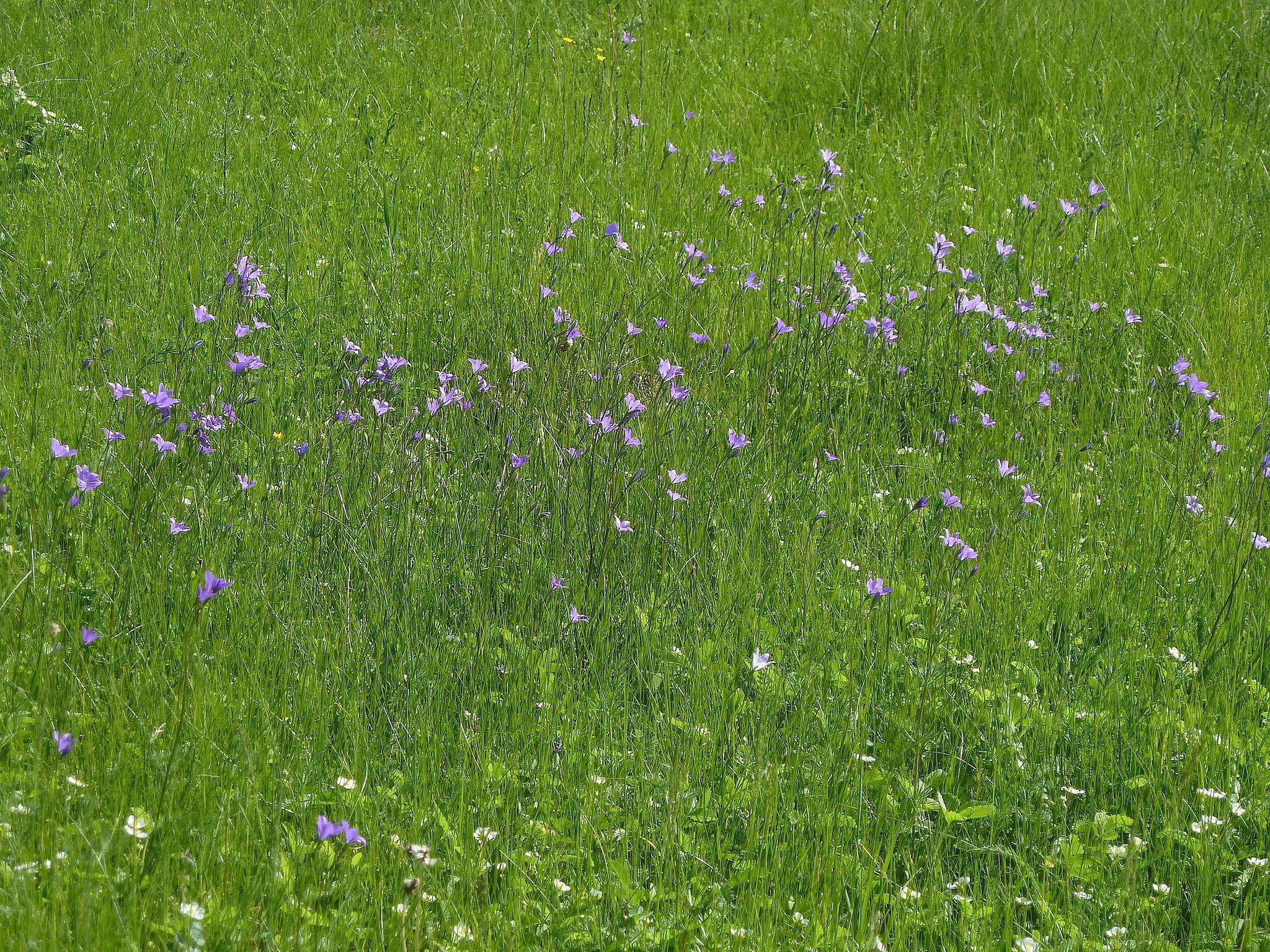 Campanula stevenii subsp. wolgensis (P. A. Smirn.) Fed. resmi