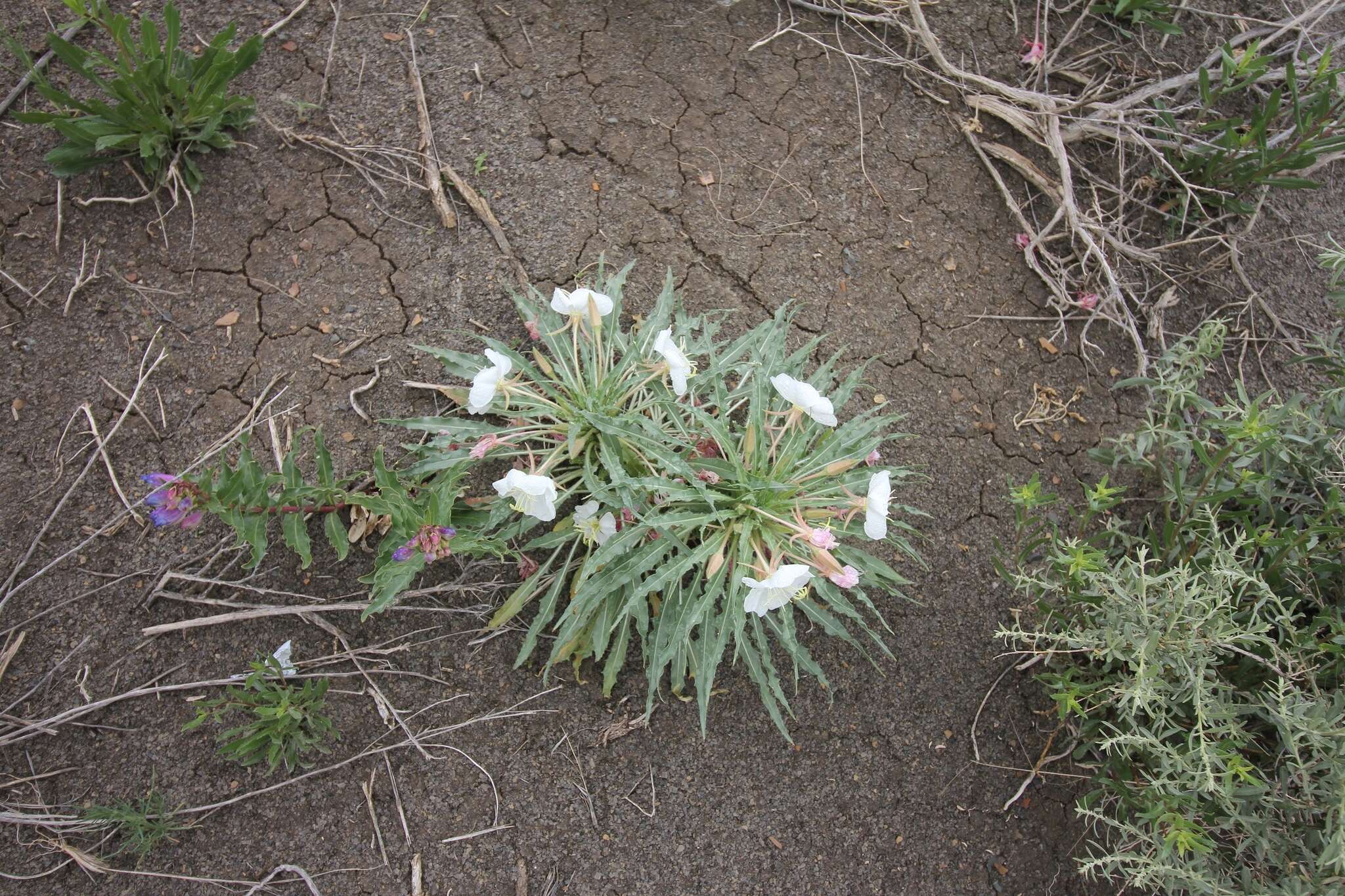 Plancia ëd Oenothera harringtonii W. L. Wagner, R. Stockhouse & W. M. Klein