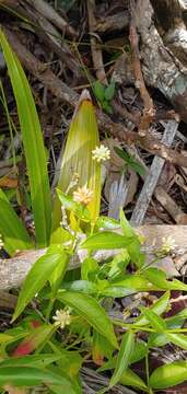 Image of yellow joyweed