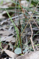 Image of Mayfly orchid