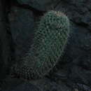 Imagem de Mammillaria xaltianguensis subsp. bambusiphila (Repp.) D. R. Hunt