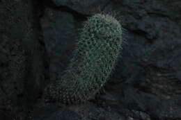 Image of Mammillaria xaltianguensis subsp. bambusiphila (Repp.) D. R. Hunt