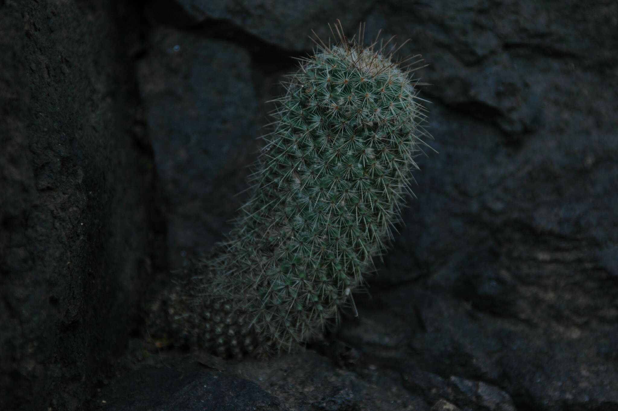 Imagem de Mammillaria xaltianguensis subsp. bambusiphila (Repp.) D. R. Hunt