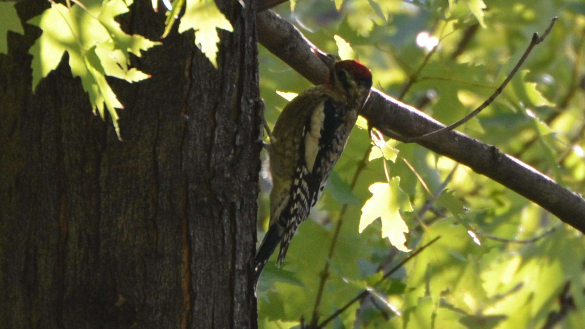 Image of Sapsucker