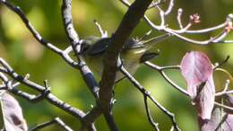 Слика од Vireo philadelphicus (Cassin 1851)