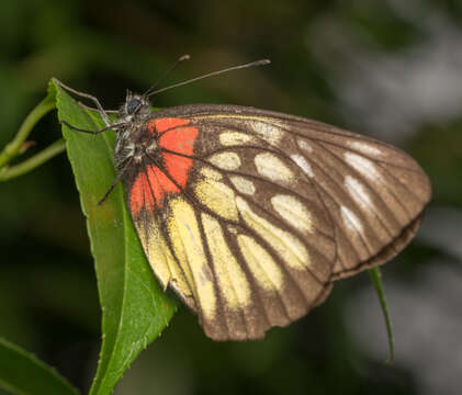 Image of Delias pasithoe (Linnaeus 1758)