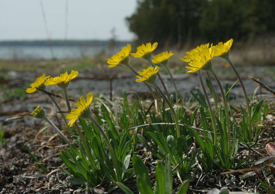 Sivun Tetraneuris herbacea Greene kuva