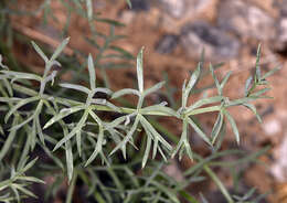 Image of Utah desertparsley