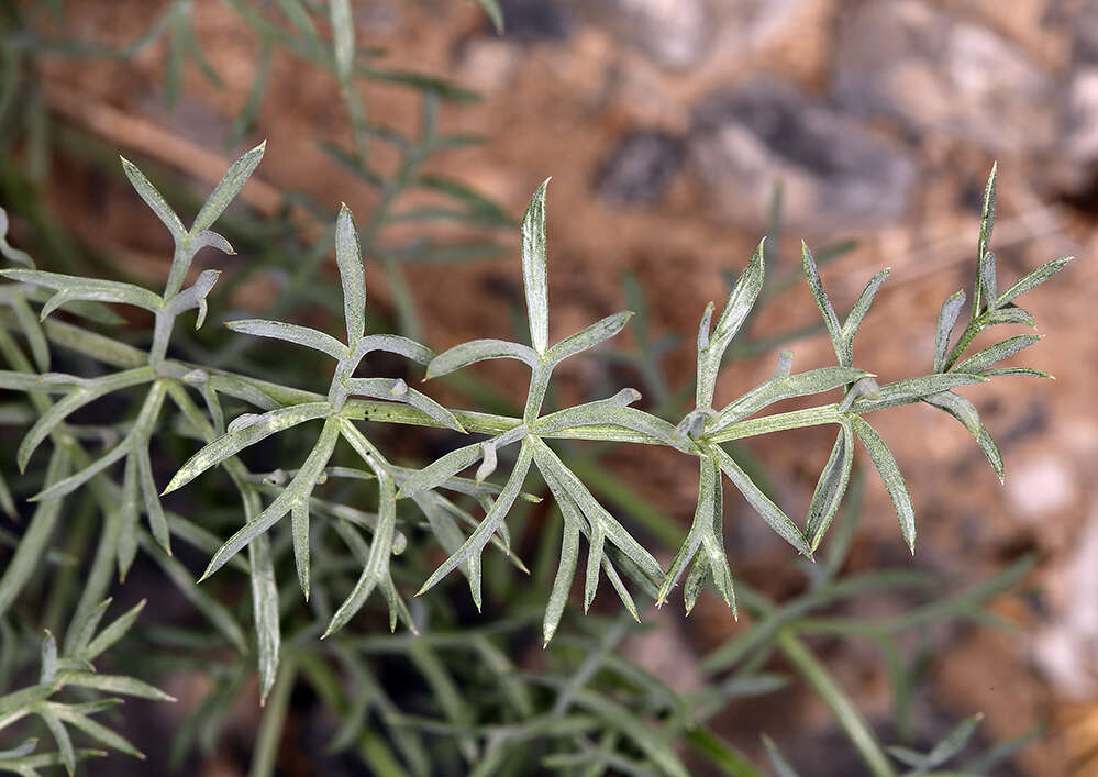 Image of Utah desertparsley