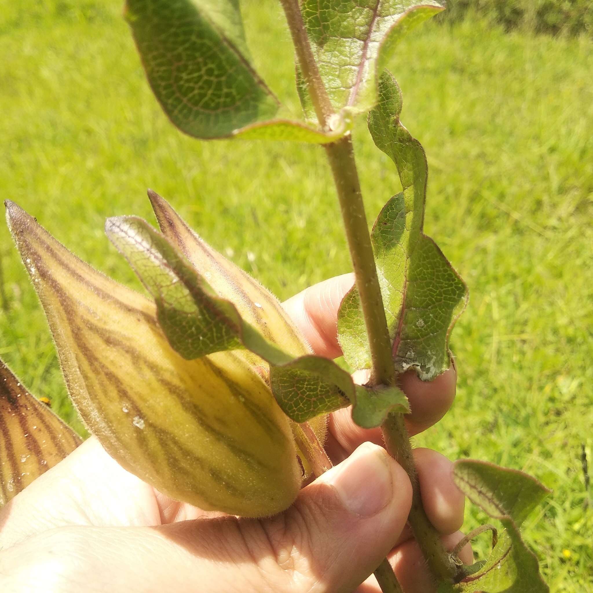 صورة Asclepias contrayerba Sessé & Moc.