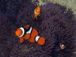 Image of Clown anemonefish