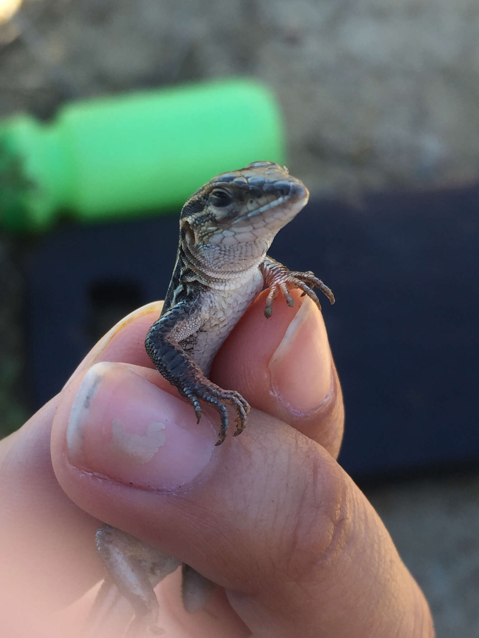 Слика од Aspidoscelis hyperythrus beldingi (Stejneger 1894)