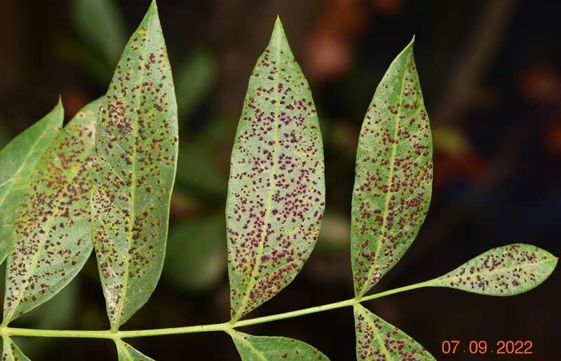 Image of Pileolaria terebinthi (DC.) Castagne 1842