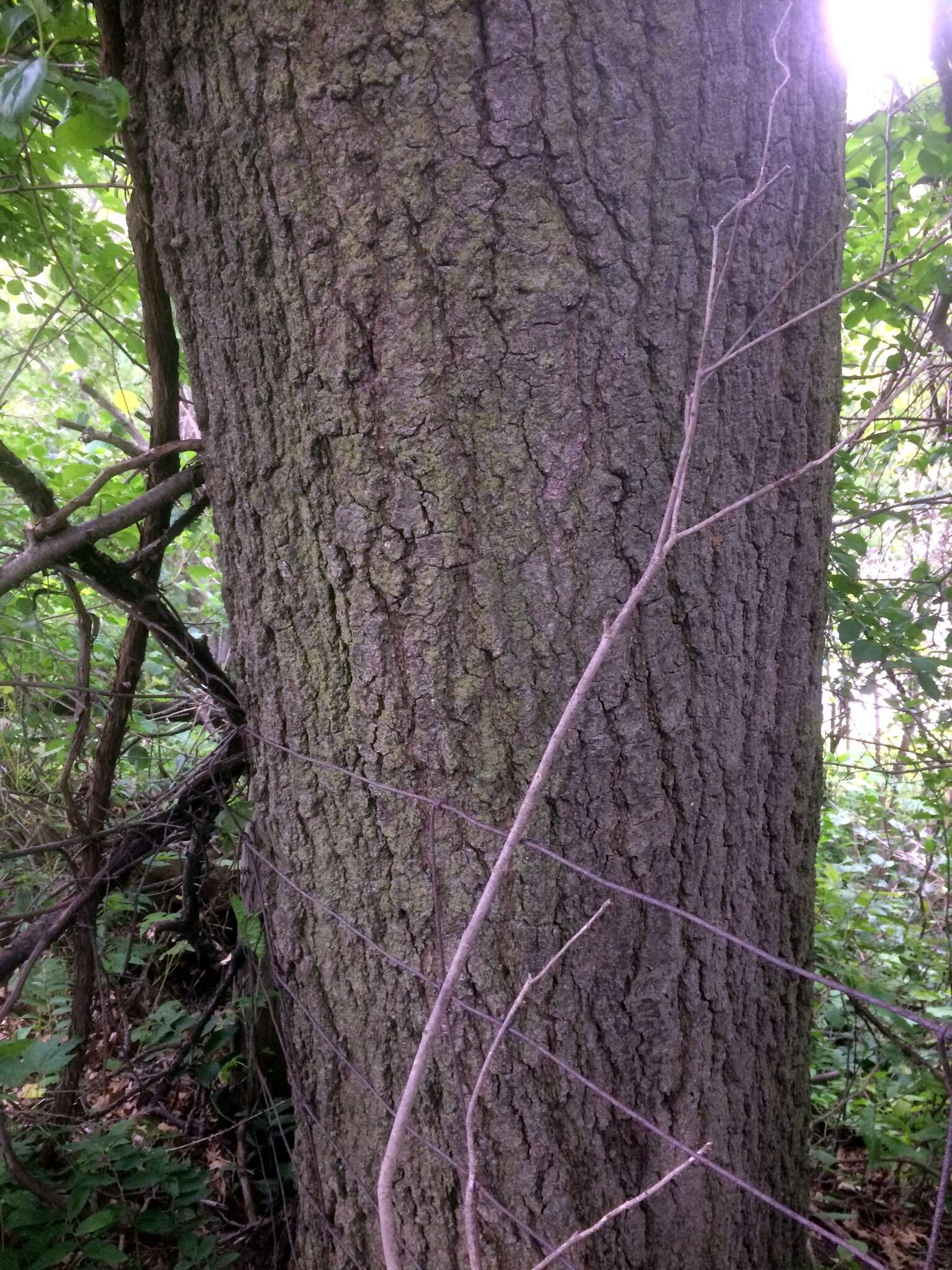 Quercus ellipsoidalis E. J. Hill resmi