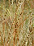 Image of Carex punicea K. A. Ford