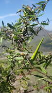 Image of Metastelma californicum subsp. lanceolatum (Schltr.) Liede & Meve