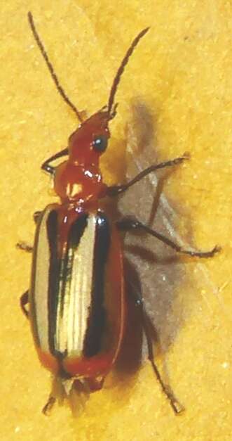 Image of Lebia (Lebia) vittata (Fabricius 1777)