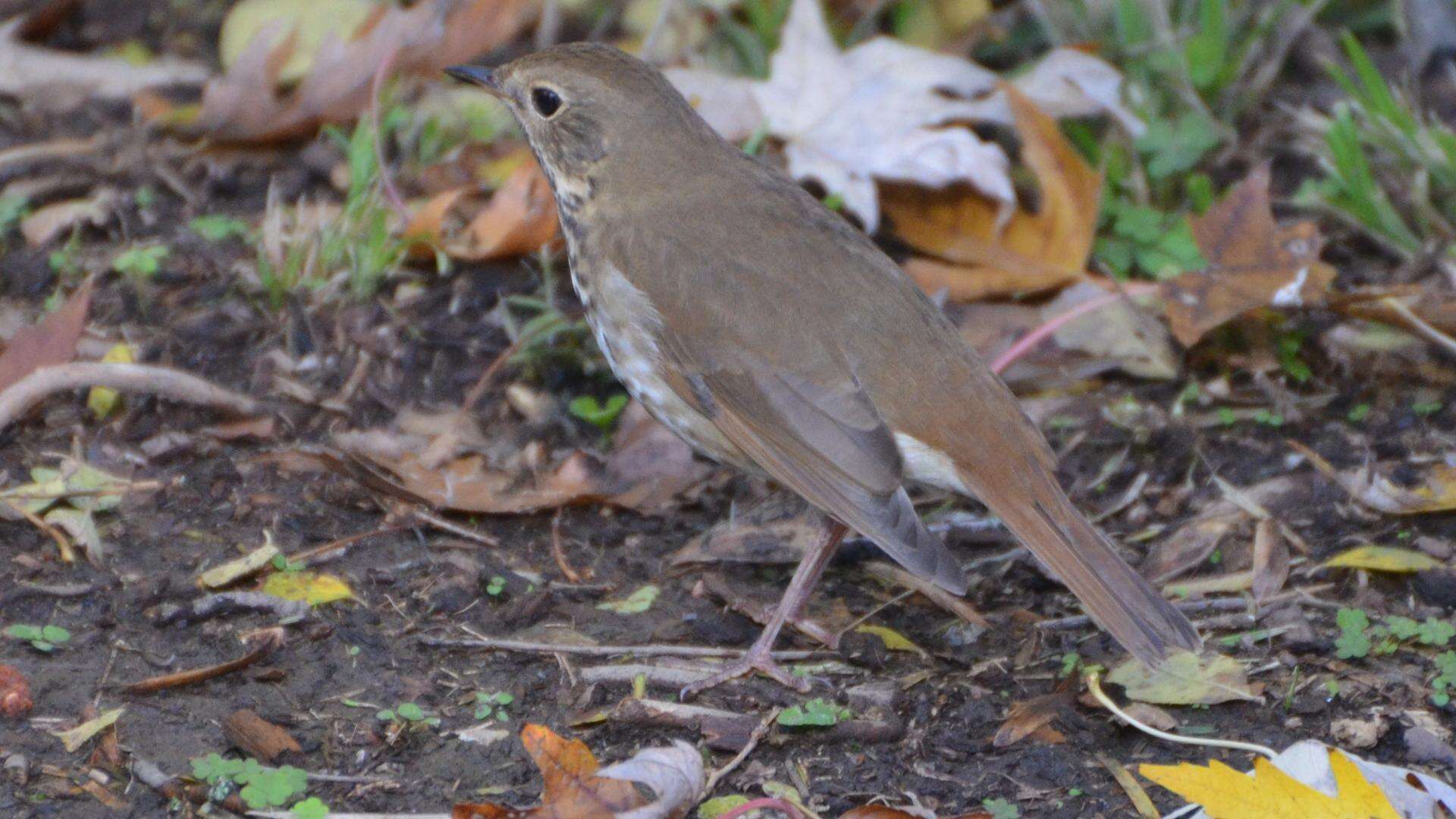 Image of Hermit Thrush