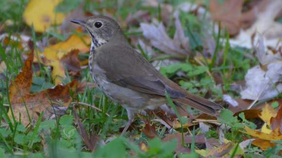 Image of Hermit Thrush