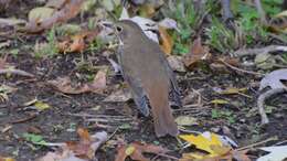 Image of Hermit Thrush