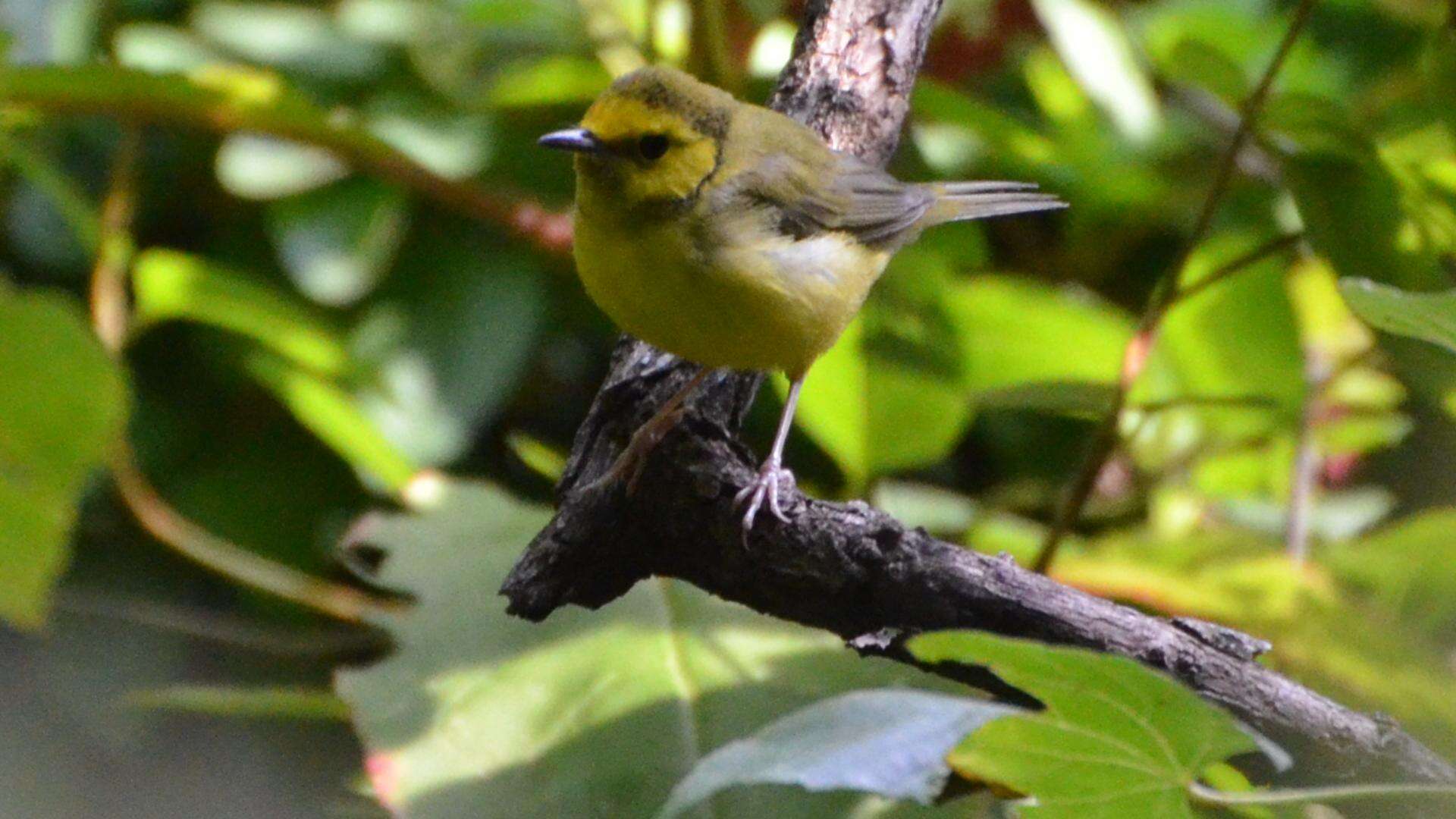 Image of Hooded Warbler