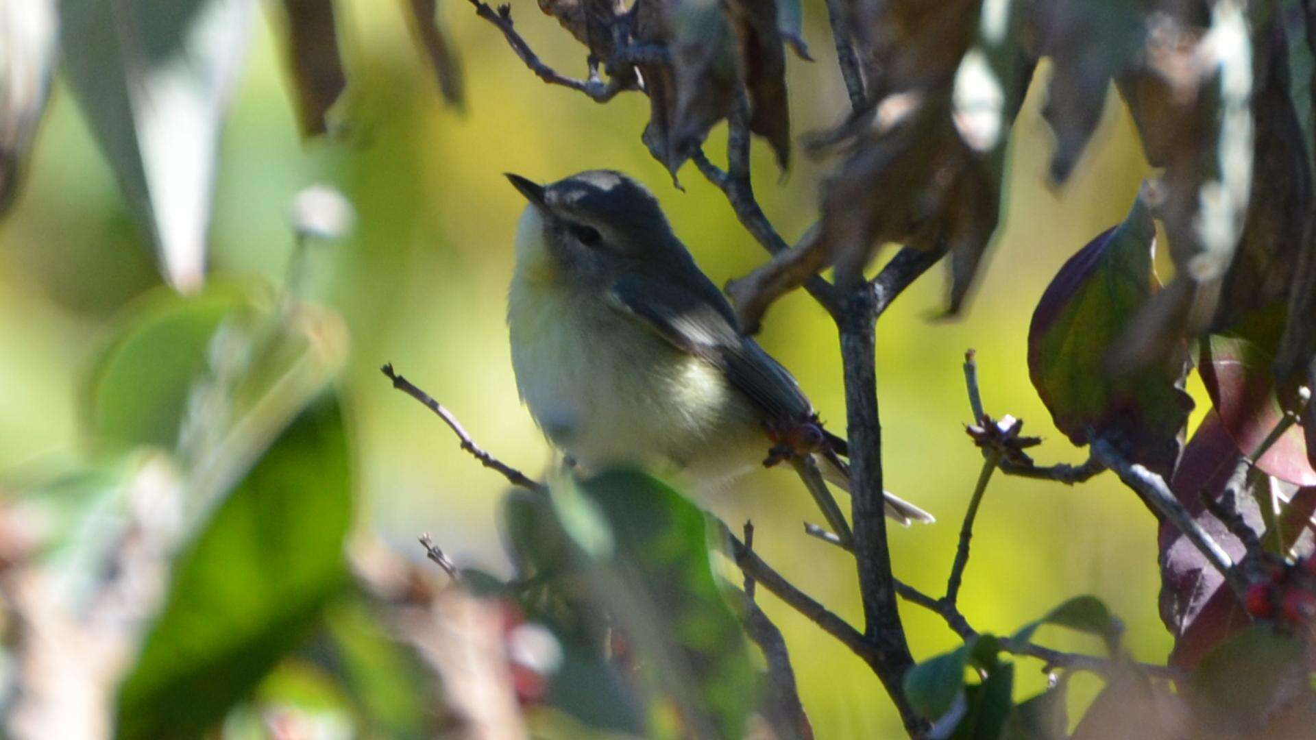 Слика од Vireo philadelphicus (Cassin 1851)