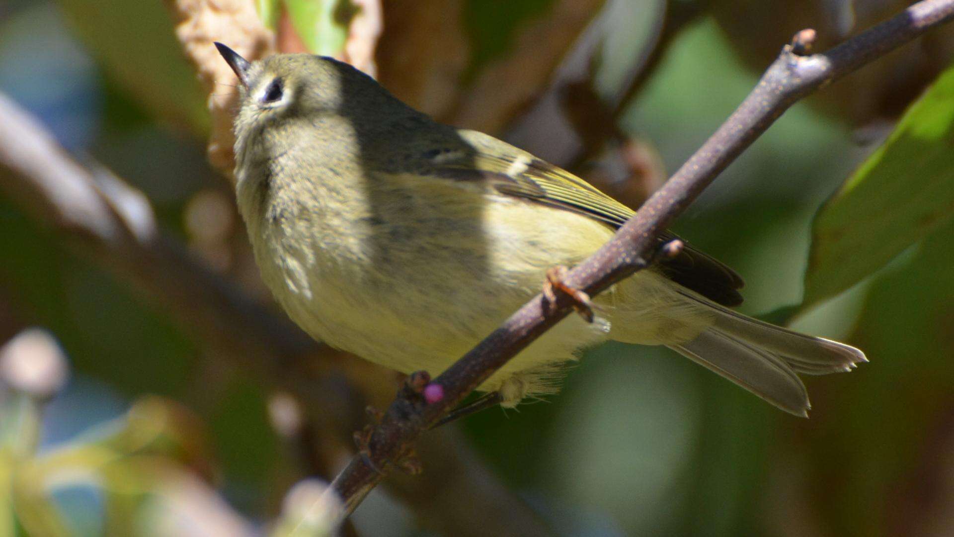 Image of goldcrests and kinglets