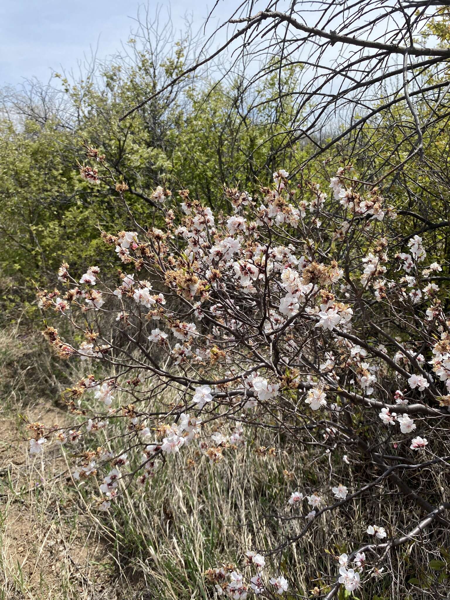 Imagem de Prunus sibirica L.