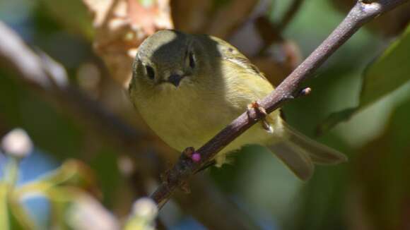 Image of goldcrests and kinglets