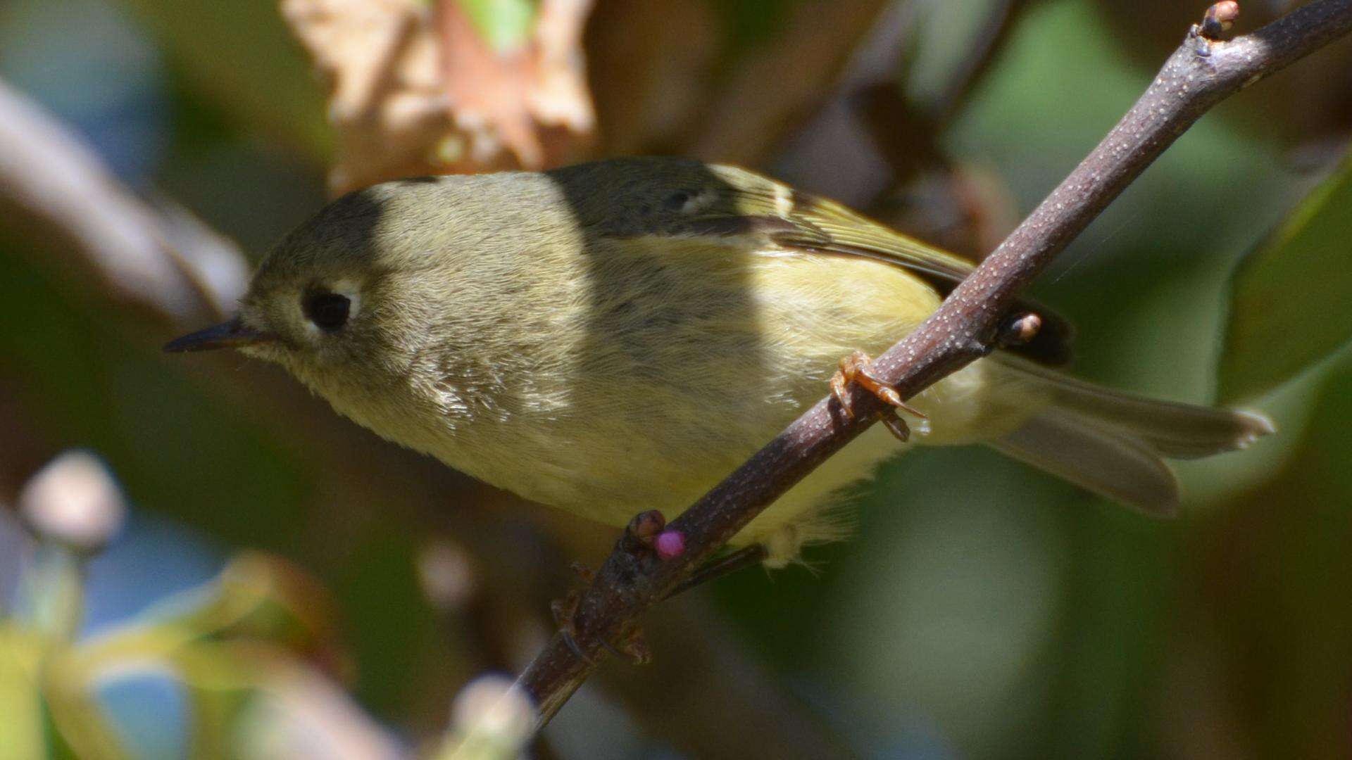 Image of goldcrests and kinglets